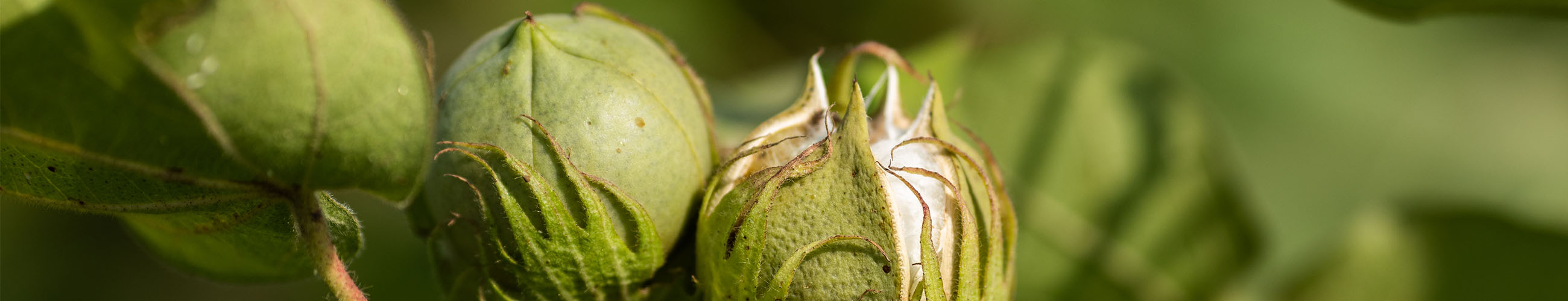 Payperwear e Better Cotton Initiative - capsule di cotone verde