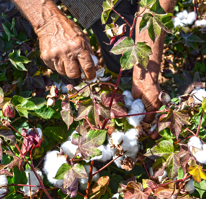 Mani che raccolgono il cotone BCI di Payperwear 